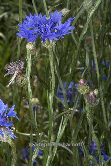 centaurea cyanus 3 graphic